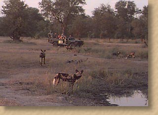 Wild dog with Land Rover